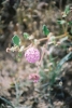 PICTURES/Death Valley - Wildflowers/t_Small Lavender Ball Flower.JPG